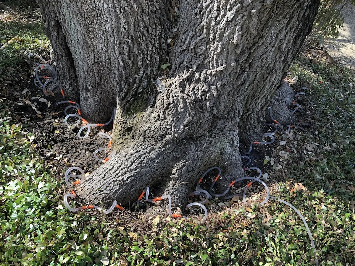 Detailed Shrub and Hedge Trimming job site in Euless