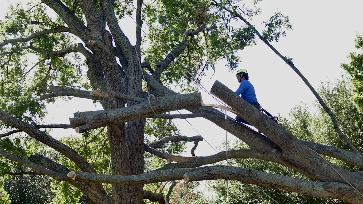 Professional Crown Thinning performed by certified arborists in Euless