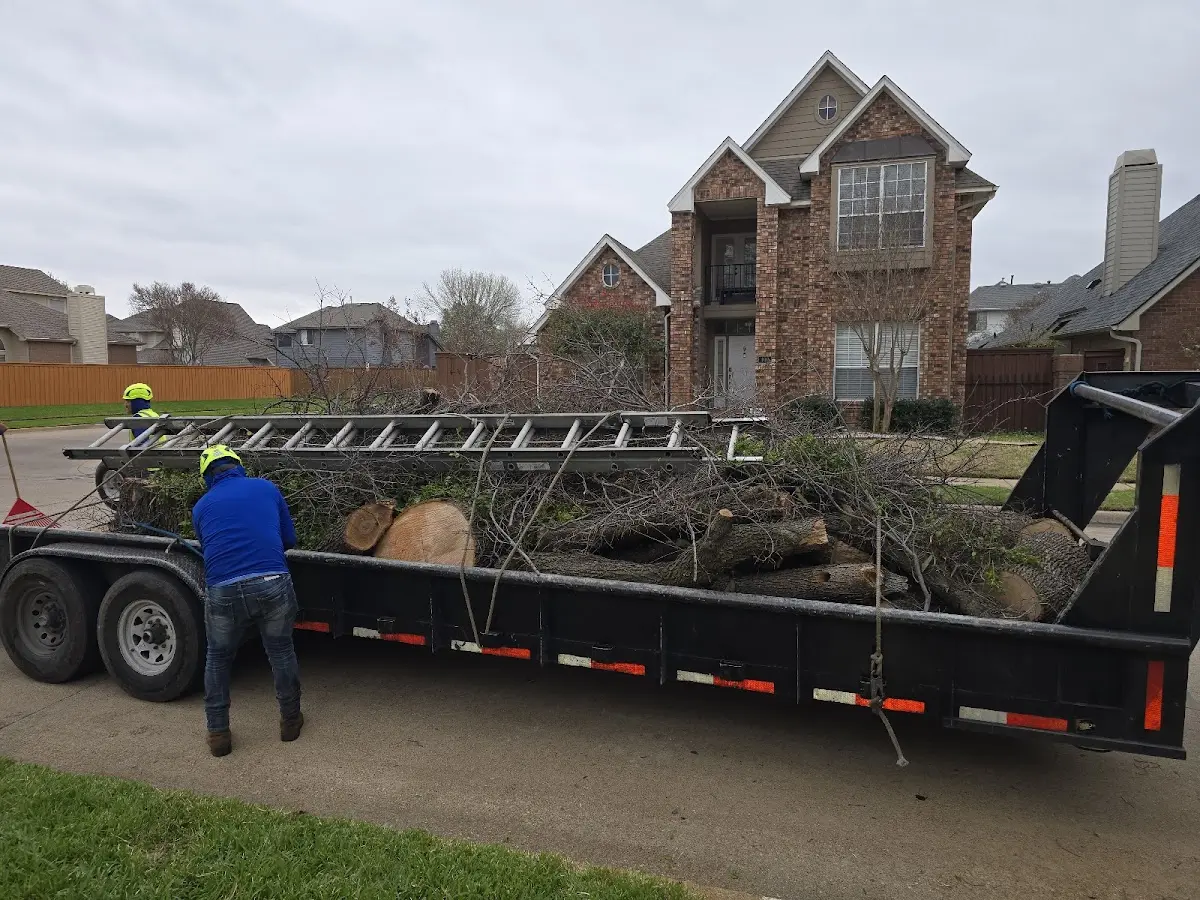 Expert Tree Pest Control with proper safety equipment in Euless